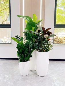 宁波镇海花卉租赁，服务超棒，你不能错过！