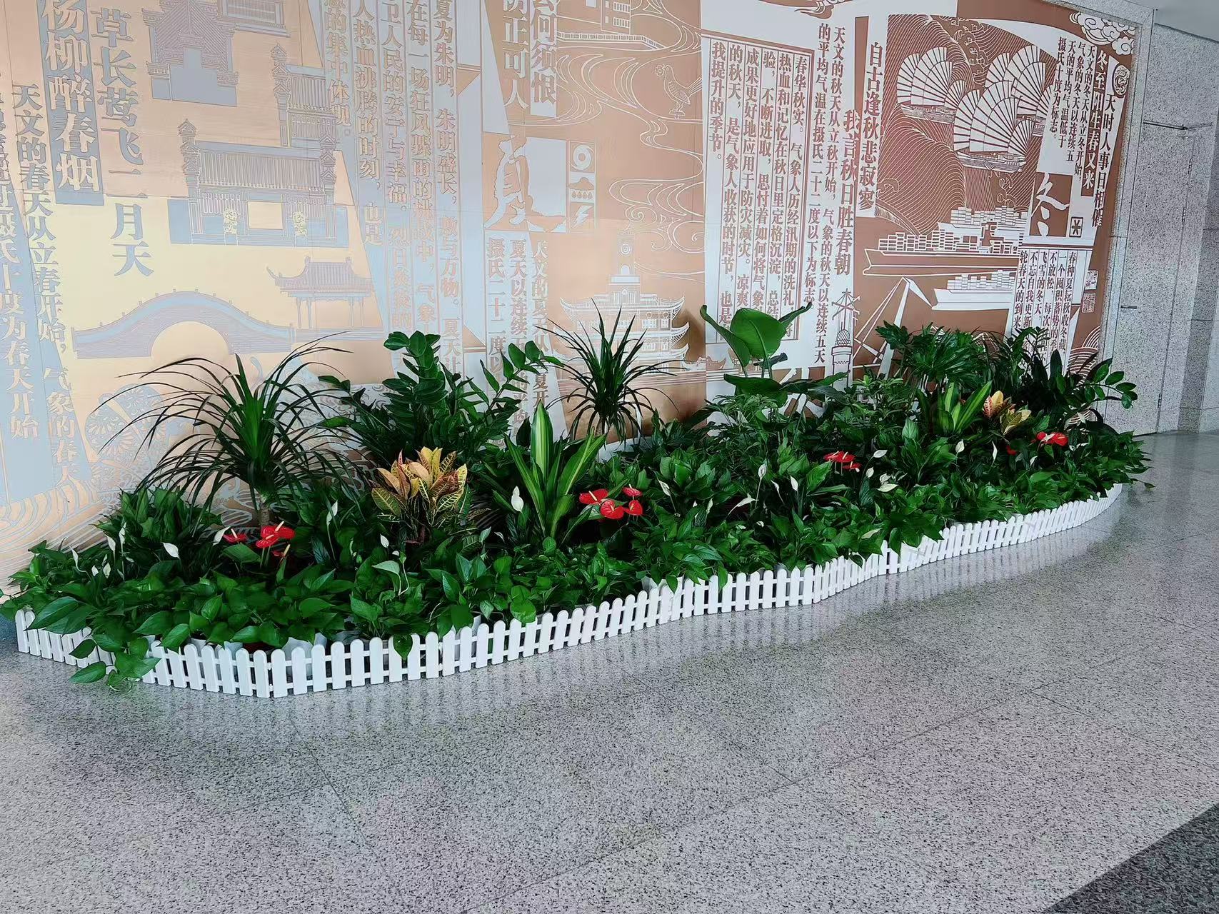 宁波江北植物租摆专业 宁波江北植物租摆专业